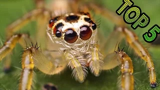 TOP 5 INSECTOS MAS LETALES Y PELIGROSOS DEL MUNDO