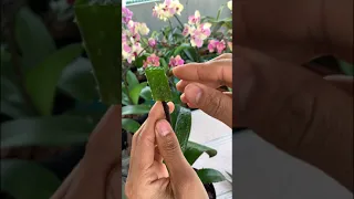 Phalaenopsis orchid cuttings from flower branches