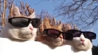 Самые смешные коты в мире! Лучшие приколы с котами 2016-2017 часть 6/коты придурки(CatsLIVE)