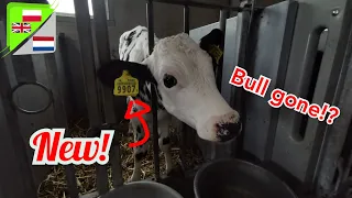 Bull gone? Giving ear numbers to the calves - EN-PL-NL
