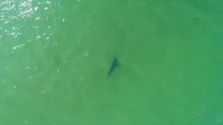 Great White Shark Newcomb Hollow Wellfleet Cape Cod MA Sep 5 2018