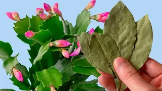 1 leaf for any home flower and lush flowering is guaranteed! Blooms instantly +50 recipes