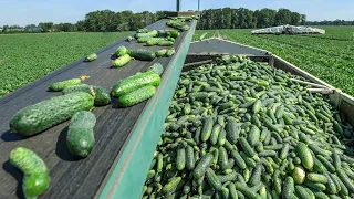 Cucumber harvesting machine. How pickles are made - cucumber pickles processing factory