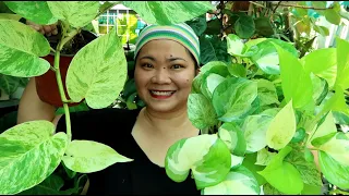 PLANTS na nakakapag COOL DOWN ng TEMPERATURE sa LOOB NG BAHAY!