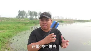 野钓底层鱼双钩什么状态好？原来诀窍在这里，怪不得每次鱼获满满