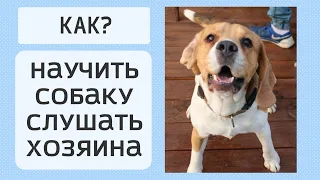 Как научить собаку слушать хозяина. Дрессировка бигля  Порода бигль. 5 РЕКОМЕНДАЦИЙ