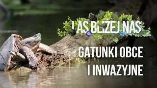 Las bliżej nas - Gatunki obce i inwazyjne