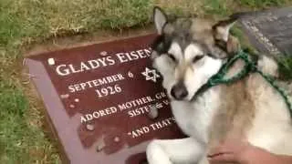 Собачка плачет на могиле хозяина. Вот это преданность | Dog Crying On Grave