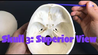 Skull 3 Superior & Interior View