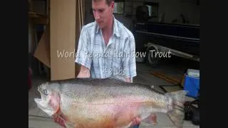 World Record Rainbow Trout (48Lbs)