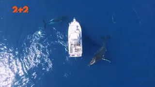 Білі кити врятували дослідницю від тигрової акули