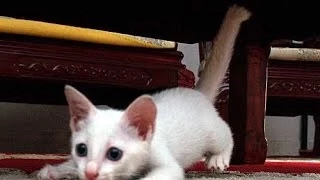 Funny Videos 2014 - Funny Cats Video - Funny Cat Videos Ever - Funny Animals - Funny Fails 2014