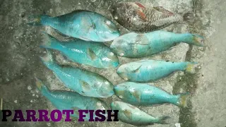 Parrot Fish Catch, Clean and Cook -Ep 169