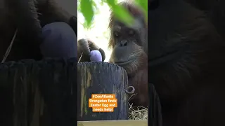 #ZooAtlanta had an Easter egg hunt, Orangutan tries to peel it open!