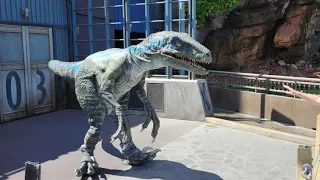 5/24/2022: Universal Studios Hollywood - Jurassic World - Raptor Encounter