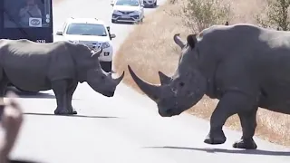 Звери против автомобилей! Слон,носорог, бегемот, бык и другие против машин!