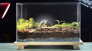 ETERNAL TERRARIUM — RENEWAL