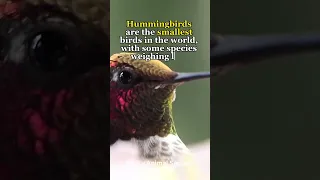 Hummingbird Fact Secrets 🪺🪶 #hummingbird #facts #shorts