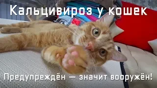 Кальцивироз у кошек. Симптомы. Печальный опыт. Это нужно знать!