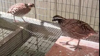 How to raise bob white quail (part 1)