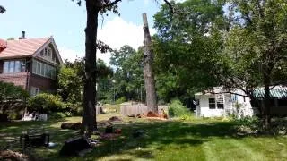 Taking down big black oak tree