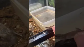 Savannah monitor eats small lizard