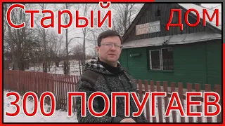 Разведение попугаев,температура для птиц.В старом доме удалось вырастить 300 попугаев.