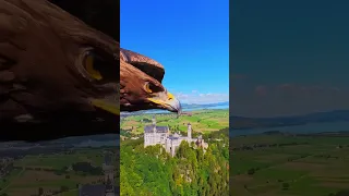 POV: an eagle steals your camera 👁 📸 #insta360 #eagle #pov #shorts