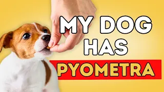 Natural Remedies for Pyometra in Dogs