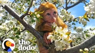 Tiny Monkey Saved From Petting Zoo Loves His New Family | The Dodo