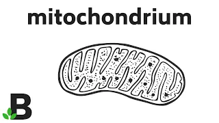 Mitochondria | Mitochondrium – Budowa Komórki Zwierzęcej Roślinnej  - KOREPETYCJE z BIOLOGII – 342