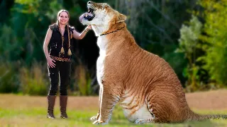 Liger | The Largest Cat in the World. Amazing facts about Ligers. Most Powerful Big Cat