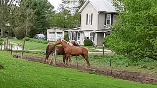 Itchy horses!