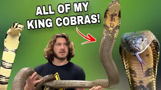 All my King Cobras!!