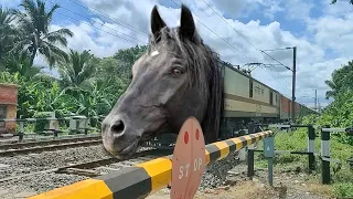 Dangerous Aggressive MAD Horse Headed Puri - Kamakhya Express Furiously Moving throughout Railgate