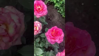 Знакомьтесь-«Новинки🔥»maryroses.ru🌱