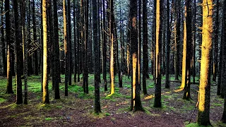 AT2022.Day.185: Unaka Mountain Summit to Uncle Johnny’s Nolichucky Hostel