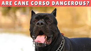 Are Cane Corso Dogs Dangerous?