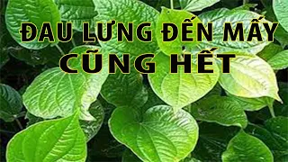 Bài thuốc trị Đau lưng, đau nhức xương khớp | Cây thuốc nam quý