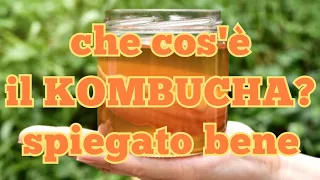 Cos'è il KOMBUCHA, benefici e controindicazioni, come si produce. Spiegato bene