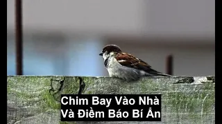 Chim bay vào nhà là điềm gì? Có mang lại may mắn không?