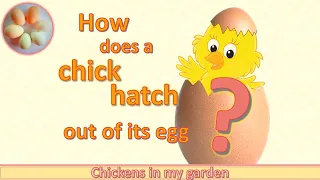 How does a chick hatch out of the egg? It's more amazing than you think!
