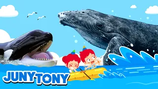 ¡Guau! ¡Ballenas! | Orca, Ballena Azul, Cachalote | Canciones Infantiles | JunyTony en español