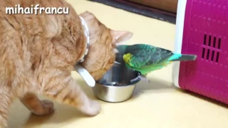 Funny Parrots Annoying Cats Compilation    NEW HD   YouTube