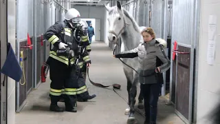 Всё смешалось: люди, кони. В Курске спасали лошадей из огня