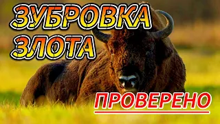 ЭТУ НАСТОЙКУ НА САМОГОНЕ ВЫ ПОЛЮБИТЕ. Зубровка Злота.