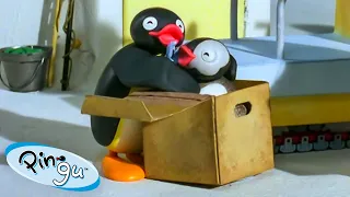 Pinga in a Box 🐧 | Pingu - Official Channel | Cartoons For Kids