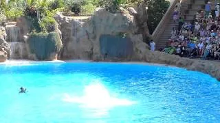 Loro Parque Dolphin Show Pt. 1/2 (HD)