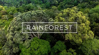 International Day of Forests 2022 - Why Malaysian rainforests are living treasures?