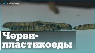 В Якутии разводят насекомых, поедающих пластик